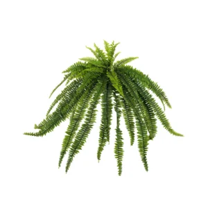 HELECHO GIGANTE 120CM