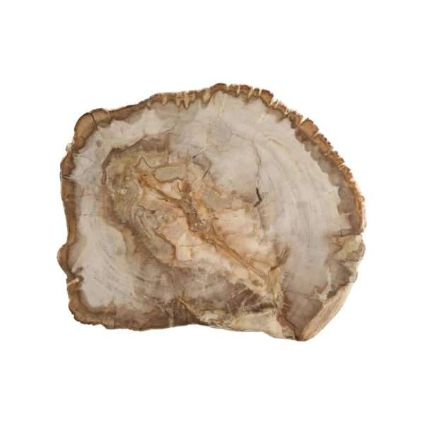 petrificada madera 20-gigapixel-standard-scale-2_00x